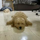 (Category: ) located in . Submitted by buun_ (Listing ID 1441121189, Image 1). Description: .