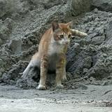 (Kategori: ) berada di . Dikirim oleh cerisun1990 (ID iklan 1230587005, Gambar 1). Deskripsi: .