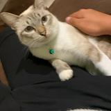 (Category: ) located in . Submitted by igotacutecat (Listing ID 1386081031, Image 1). Description: .