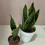 (Category: ) located in . Submitted by jotzw (Listing ID 1130271722, Image 1). Description: .