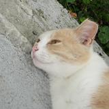 由 dingg. (刊登 ID 1369615603，圖片 1) 提交，位於 的 (類別：)，說明：。