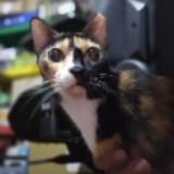 (Category: ) located in . Submitted by ra2err (Listing ID 1385999249, Image 1). Description: .