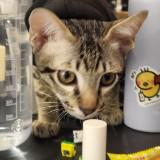 (Category: ) located in . Submitted by tiiba (Listing ID 1383391303, Image 1). Description: .
