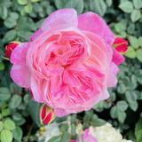 （分類：）位於 。 由 maytamlai 提交（商品編號 1336187831，圖片 1）。簡介： 。