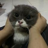(Kategori: ) berada di . Dikirim oleh secondnya_upil (ID iklan 1383153831, Gambar 1). Deskripsi: .