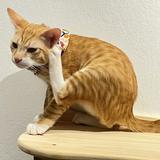 (Category: ) located in . Submitted by bigeyedcat (Listing ID 1381604158, Image 1). Description: .