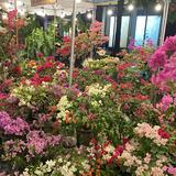 (Category: ) located in . Submitted by quishsells (Listing ID 1350184739, Image 1). Description: .