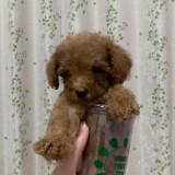 (Kategori: ) berada di . Dikirim oleh yoora.preloved (ID iklan 1380987506, Gambar 1). Deskripsi: .