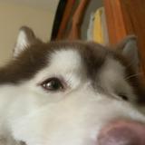 (Category: ) located in . Submitted by maidenhecate (Listing ID 1262084002, Image 1). Description: .