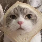 (Category: ) located in . Submitted by loonastan060810 (Listing ID 1375102963, Image 1). Description: .