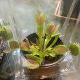 (Category: ) located in . Submitted by serama23 (Listing ID 1469727518, Image 1). Description: .