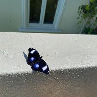 (Category: ) located in . Submitted by andybautis63272 (Listing ID 1317465391, Image 1). Description: .