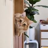 (Category: ) located in . Submitted by vlee_ (Listing ID 1297882988, Image 1). Description: .