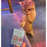 由 love5882020 (刊登 ID 1381248437，圖片 1) 提交，位於 的 (類別：)，說明：。
