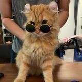 (Category: ) located in . Submitted by mcqstore (Listing ID 1273411514, Image 1). Description: .
