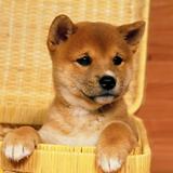 (Category: ) located in . Submitted by shibainu.26 (Listing ID 1380514624, Image 1). Description: .