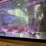 (Category: ) located in . Submitted by wilsonlkf6686 (Listing ID 1273988297, Image 1). Description: .