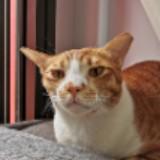 (Category: ) located in . Submitted by thekittenshopkeeper (Listing ID 1346429104, Image 1). Description: .