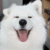 （分類：）位於 。 由 tra_123 提交（商品編號 1339964763，圖片 1）。簡介： 。