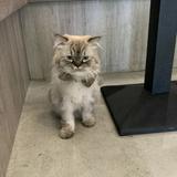 由 yyttnnn (刊登 ID 1376708646，圖片 1) 提交，位於 的 (類別：)，說明：。