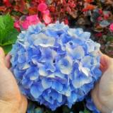 （分類：）位於 。 由 blue280583061 提交（商品編號 1385152285，圖片 1）。簡介： 。