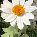 （分類：）位於 。 由 sun-flower 提交（商品編號 1384587855，圖片 1）。簡介： 。