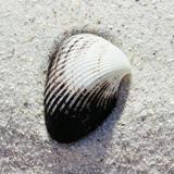 （分類：）位於 。 由 lucamanga 提交（商品編號 1371341546，圖片 1）。簡介： 。