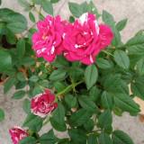 (Category: ) located in . Submitted by cloechoi (Listing ID 1335626271, Image 1). Description: .