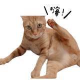 由 j2147560357573 (刊登 ID 1381907852，圖片 1) 提交，位於 的 (類別：)，說明：。
