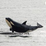 由 debby060900 (刊登 ID 1382503169，圖片 1) 提交，位於 的 (類別：)，說明：。