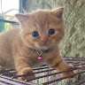 (Kategori: ) berada di . Dikirim oleh slowwsky (ID iklan 1382375638, Gambar 1). Deskripsi: .