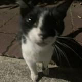 由 ariana. (刊登 ID 1381824977，圖片 1) 提交，位於 的 (類別：)，說明：。