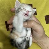 （分類：）位於 。 由 tiger_pig_shop 提交（商品編號 1246660481，圖片 1）。簡介： 。