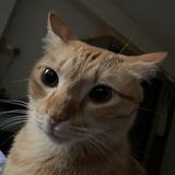 (Category: ) located in . Submitted by ball_bell (Listing ID 1258858938, Image 1). Description: .