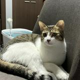 (分類:)位於 。 由 yip0502 提交(商品編號 1440008259,圖片 1)。簡介: 。