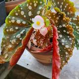 (Category: ) located in . Submitted by gohak (Listing ID 1359571315, Image 1). Description: .
