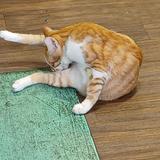(分類:)位於 。 由 hang1215 提交(商品編號 1463640042,圖片 1)。簡介: 。