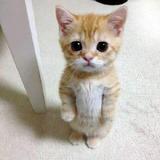 (Category: ) located in . Submitted by smokokoko (Listing ID 1444320975, Image 1). Description: .