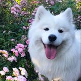 （分類：）位於 。 由 jodyyyy 提交（商品編號 1384974417，圖片 1）。簡介： 。