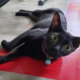 (Category: ) located in . Submitted by ms.ee (Listing ID 1372663705, Image 1). Description: .