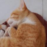 (Kategori: ) berada di . Dikirim oleh mydeclutterr (ID iklan 1380458982, Gambar 1). Deskripsi: .