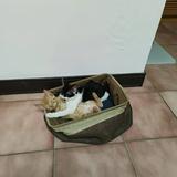 由 ababy11kimo (刊登 ID 1385953354，圖片 1) 提交，位於 的 (類別：)，說明：。