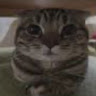 (Category: ) located in . Submitted by goldenrodh70922 (Listing ID 1466945606, Image 1). Description: .