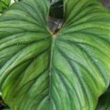(Category: ) located in . Submitted by greenlife_7 (Listing ID 1386615108, Image 1). Description: .