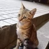 由 xd543969 (刊登 ID 1355912162，圖片 1) 提交，位於 的 (類別：)，說明：。