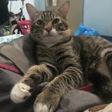 (Category: ) located in . Submitted by aisyahzain16772 (Listing ID 1463467774, Image 1). Description: .