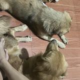 (Category: ) located in . Submitted by kaomen (Listing ID 1363681805, Image 1). Description: .