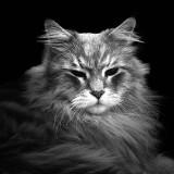 (Category: ) located in . Submitted by mainecoon90 (Listing ID 1449365573, Image 1). Description: .