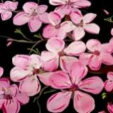 (Category: ) located in . Submitted by blooming_blossom (Listing ID 1379230069, Image 1). Description: .