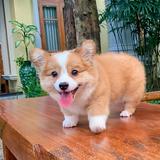 (Category: ) located in . Submitted by doggolovers (Listing ID 1266317570, Image 1). Description: .